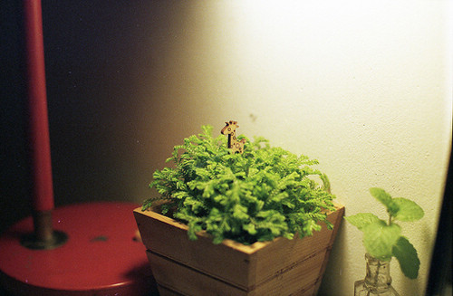 唯美又简单的一句话说说带图片 你本是这世间独一无二千般好1