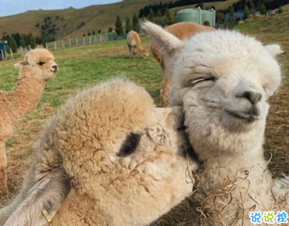 夸颜值的高级彩虹屁范本 如何夸一个人好看1