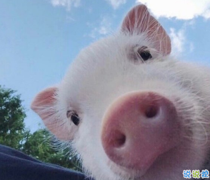 2018朋友圈说说搞笑配图 朋友圈必评论的搞笑说说2