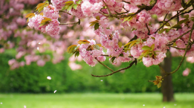 表白小情话最用心也是最走心的 成功率99%的告白情话合集