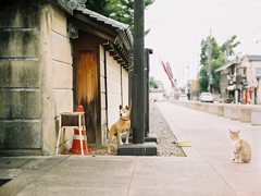 特别甜蜜的情话句子 很甜很撩的句子